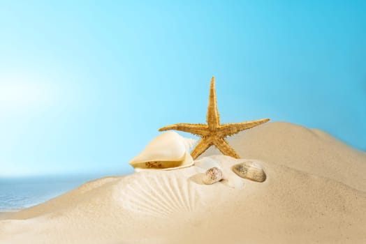 Close up view of shells on the sandy beach with blue sky background