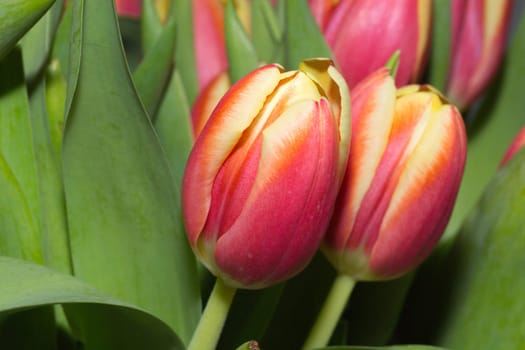 Pair of Tulips close Up.