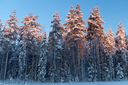 Pine tree line in winter with snow.