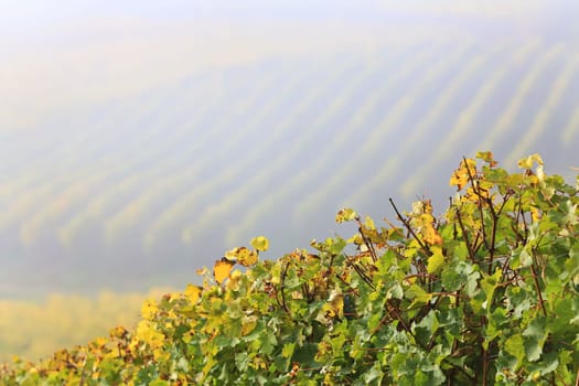 volkach is a well-known wine-growing region in Germany, Bavaria, Franconia
