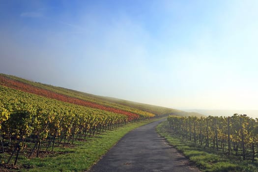 volkach is a well-known wine-growing region in Germany, Bavaria, Franconia