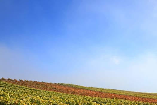 volkach is a well-known wine-growing region in Germany, Bavaria, Franconia