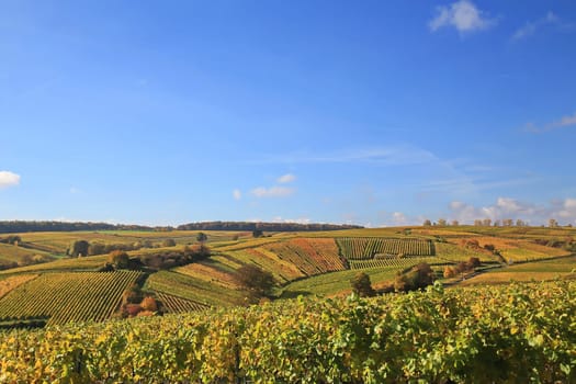 volkach is a well-known wine-growing region in Germany, Bavaria, Franconia
