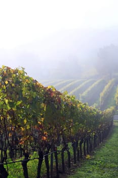 volkach is a well-known wine-growing region in Germany, Bavaria, Franconia