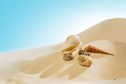Close up view of shells on the sandy beach with blue sky background