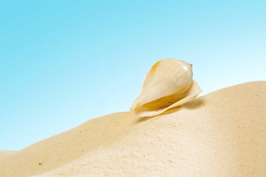 Close up view of shells on the sandy beach with blue sky background