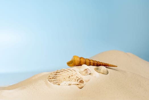 Close up view of shells on the sandy beach with blue sky background