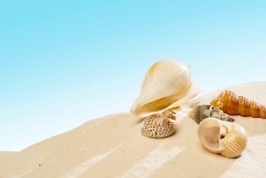Close up view of shells on the sandy beach with blue sky background