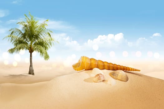 View of sandy beach with shells and palm tree over blue sky background