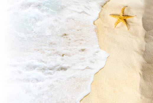 Top view of shells on the sandy beach with wave. Summer background