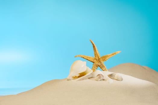 Close up view of shells on the sandy beach with blue sky background