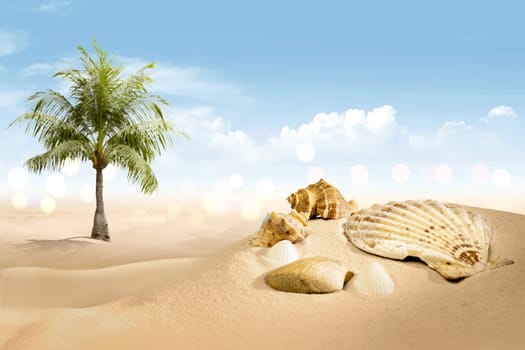 View of sandy beach with shells and palm tree over blue sky background