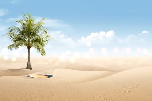 View of sandy beach with shells and palm tree over blue sky background