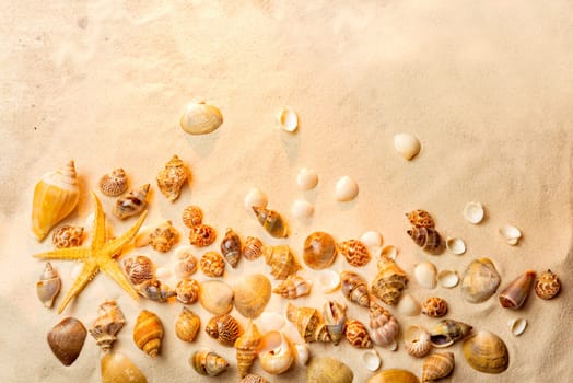Top view of shells on sandy beach. Summer background