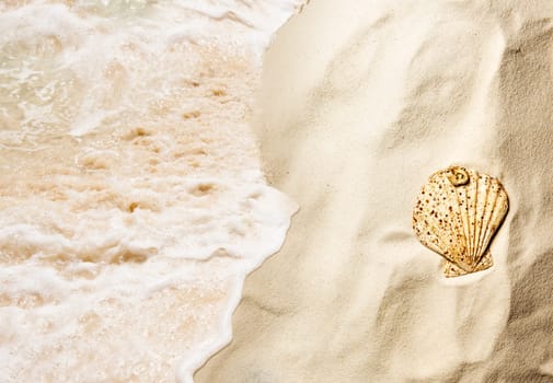 Top view of shells on the sandy beach with wave. Summer background