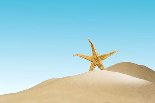Close up view of shells on the sandy beach with blue sky background