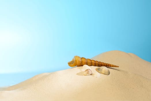 Close up view of shells on the sandy beach with blue sky background