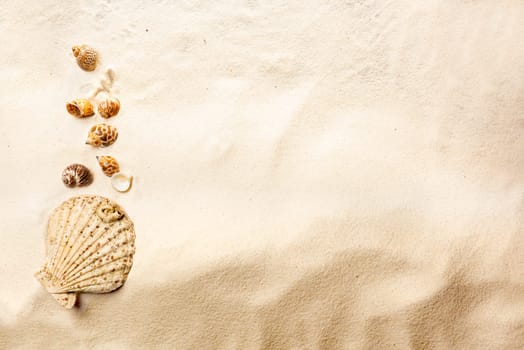Top view of shells on sandy beach. Summer background