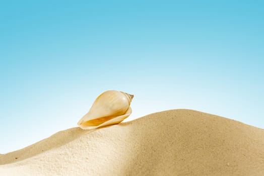 Close up view of shells on the sandy beach with blue sky background