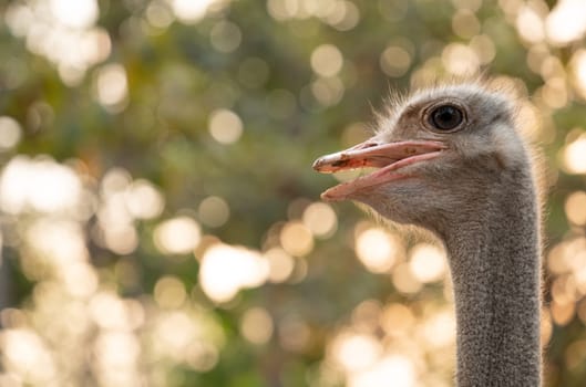 ostrich head and neck in the park
