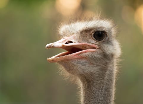 ostrich head and neck in the park