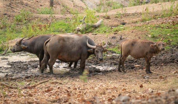 group of water buffalo in thailand countryside