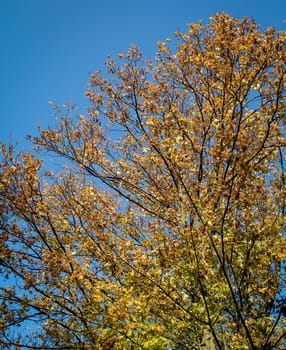 trees in autumn