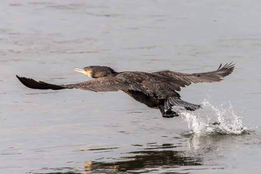 Flying cormorant at the start on a river or see