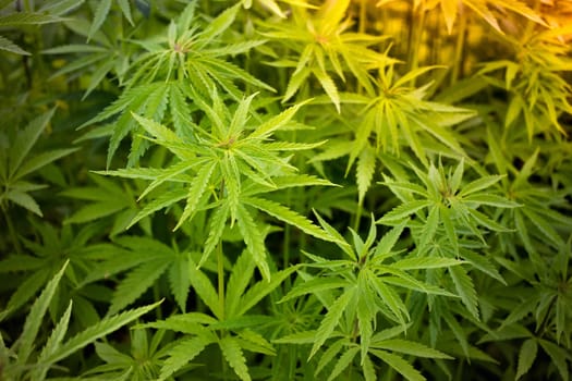 Cannabis plant at outdoor farm field