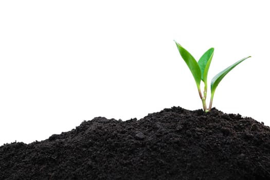 Seedling and plant growing in soil isolated on white background and copy space for insert text