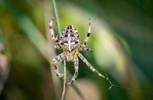 Details of a spider, spider on a plant, spider in the web