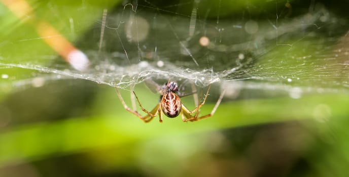 Details of a spider, spider on a plant, spider in the web
