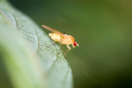 this is a fly on a plant