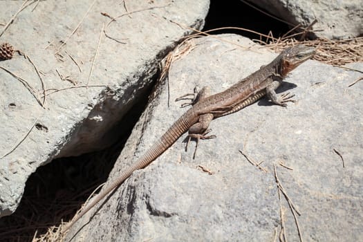 detail of a lizard in the sun on a stone