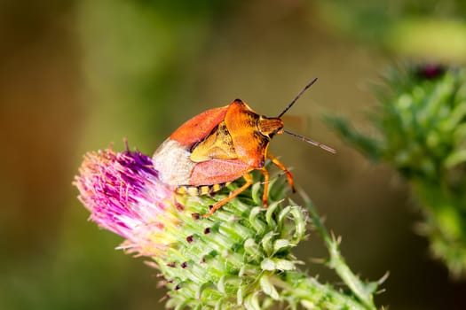Close-up of a bug on a plant