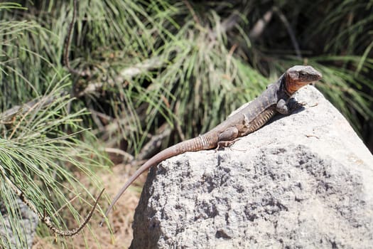 detail of a lizard in the sun on a stone
