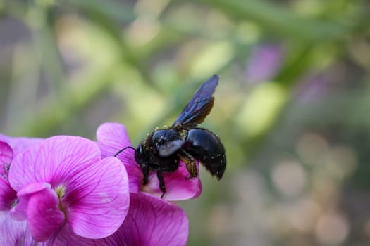 A close up of a bee, insect