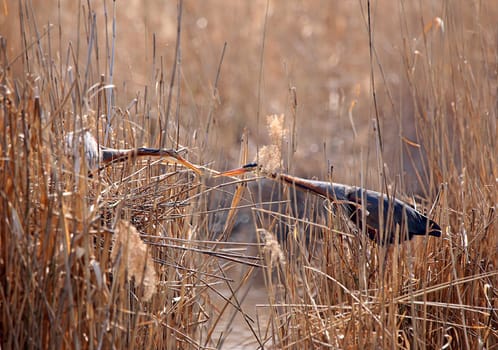 Two purple herons nesting in the nature reserve Wagenbachniederung