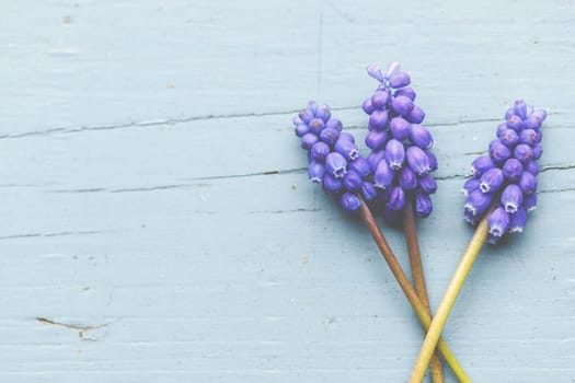 Violet grape hyacinths on a rustic wood background.