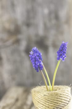 Violet grape hyacinths on a rustic wood background.