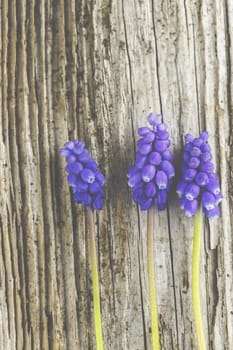 Violet grape hyacinths on a rustic wood background.