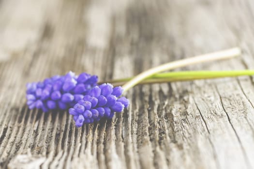 Violet grape hyacinths on a rustic wood background.