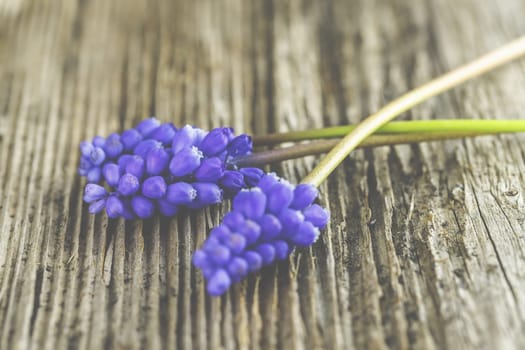 Violet grape hyacinths on a rustic wood background.