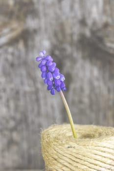 Violet grape hyacinths on a rustic wood background.