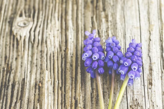Violet grape hyacinths on a rustic wood background.
