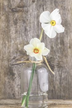 White daffodils, daffodils in a vase in front of wood background.