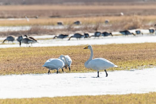 Whooper swans Eating in Partly Snowy Field.