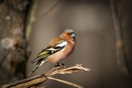 Common chaffinch Bird Close Up.