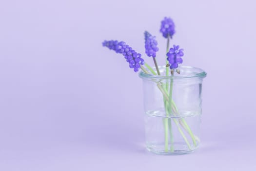 Purple grape hyacinths with copy space, template, background