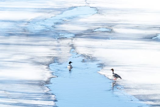 Pair of Common Merganser on ice and in water.